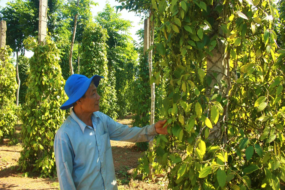 Lão nông 68 tuổi đào “giếng khủng” 1.000m2 chống hạn ảnh 6