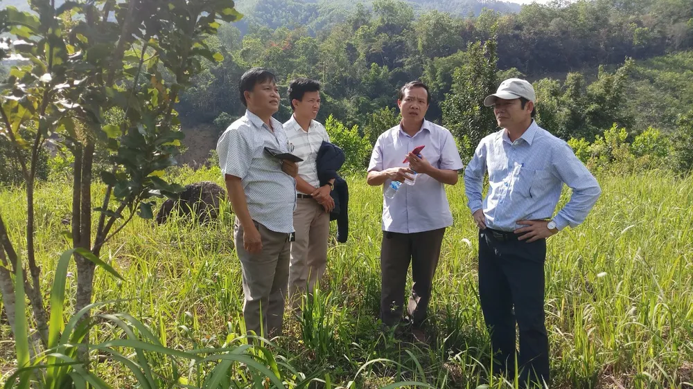 Hướng đến tạo vùng nguyên liệu mắc ca ở miền núi Sơn Tây, Quảng Ngãi ảnh 2