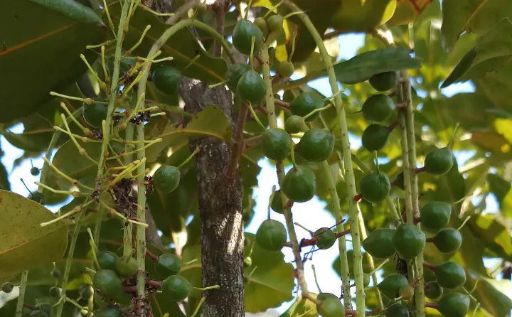 Hướng đến tạo vùng nguyên liệu mắc ca ở miền núi Sơn Tây, Quảng Ngãi ảnh 1