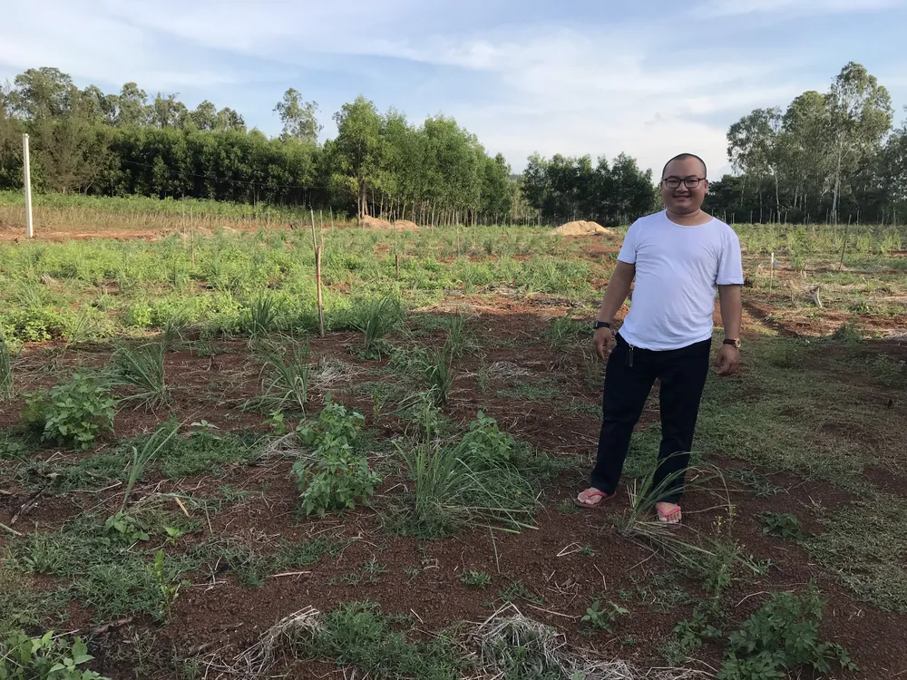 Trồng cây mọc hoang để lấy lá, thu tiền tỷ mỗi năm ảnh 2