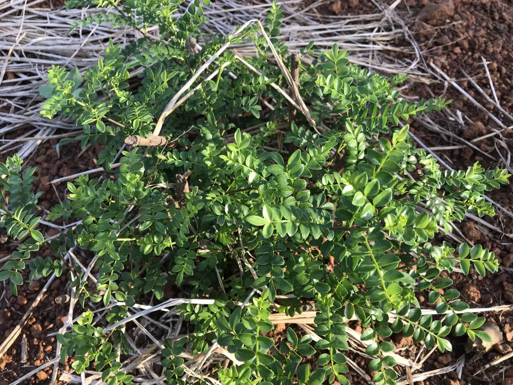 Trồng cây mọc hoang để lấy lá, thu tiền tỷ mỗi năm ảnh 3