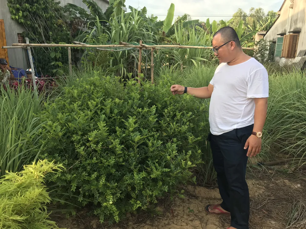 Trồng cây mọc hoang để lấy lá, thu tiền tỷ mỗi năm ảnh 4