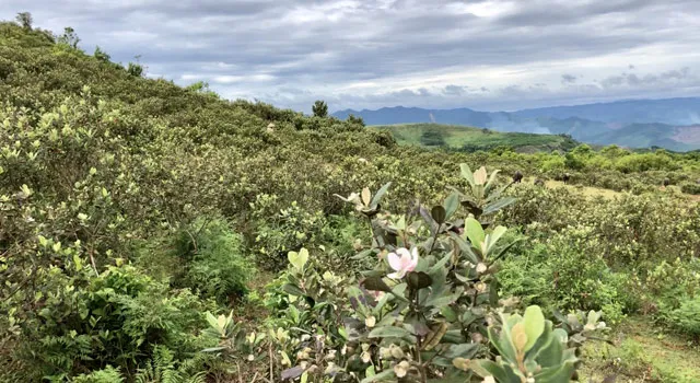Quảng Ngãi: Kiểm tra, xử lý hành vi xâm hại cây rừng để làm cây cảnh ảnh 1