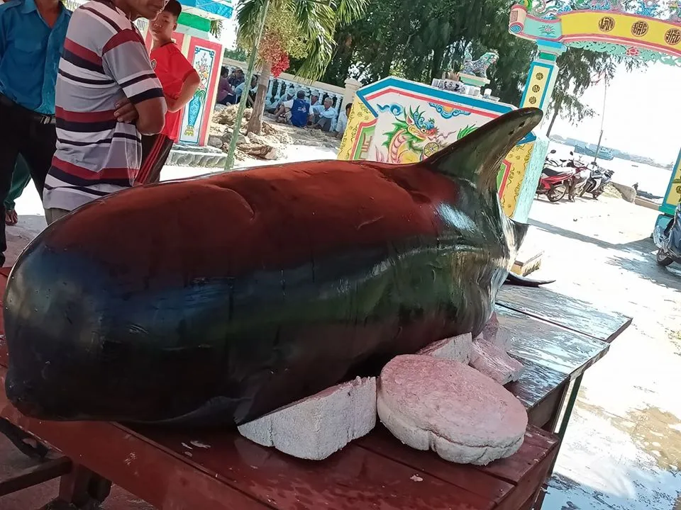 Quảng Ngãi: Cá heo dài 3m trôi vào đảo Lý Sơn ảnh 1