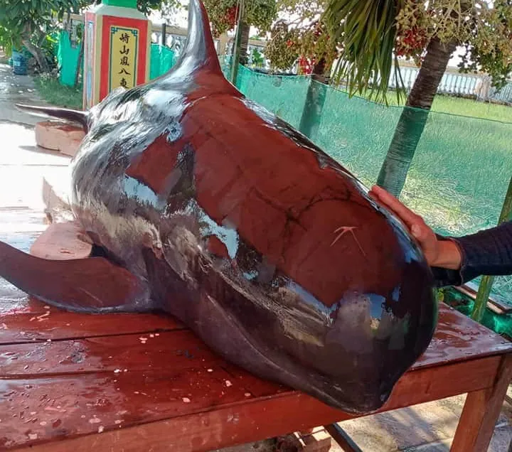 Quảng Ngãi: Cá heo dài 3m trôi vào đảo Lý Sơn ảnh 2