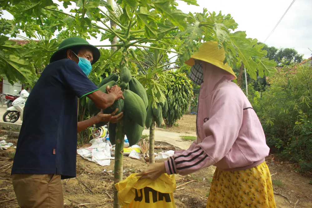 Nông dân hái rau hỗ trợ các khu cách ly ở Quảng Ngãi  ảnh 1