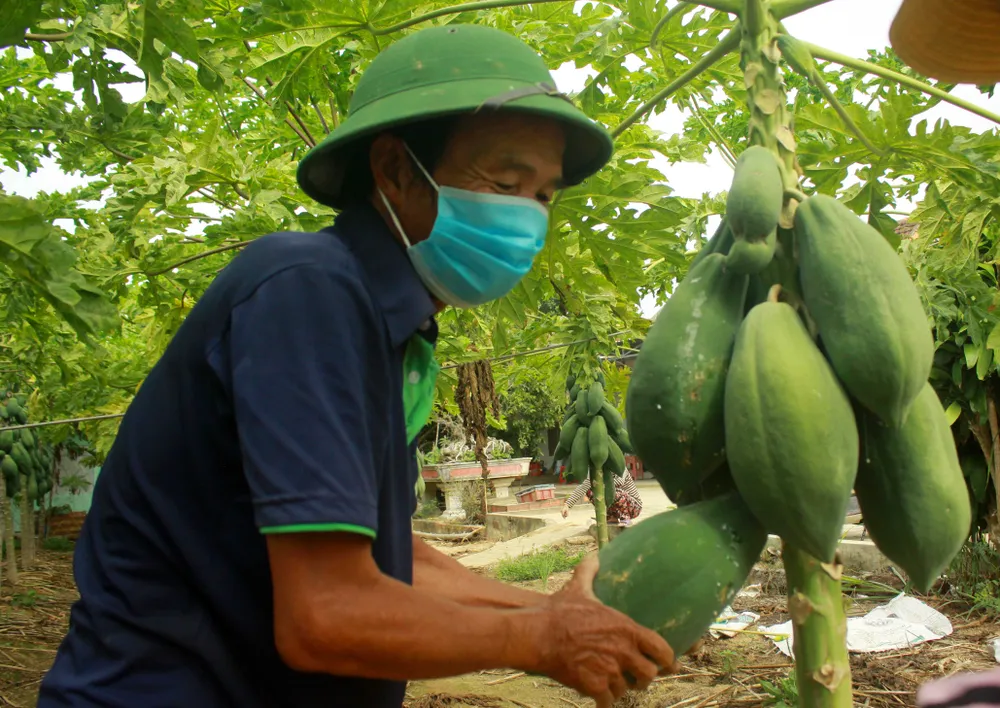 Nông dân hái rau hỗ trợ các khu cách ly ở Quảng Ngãi  ảnh 3