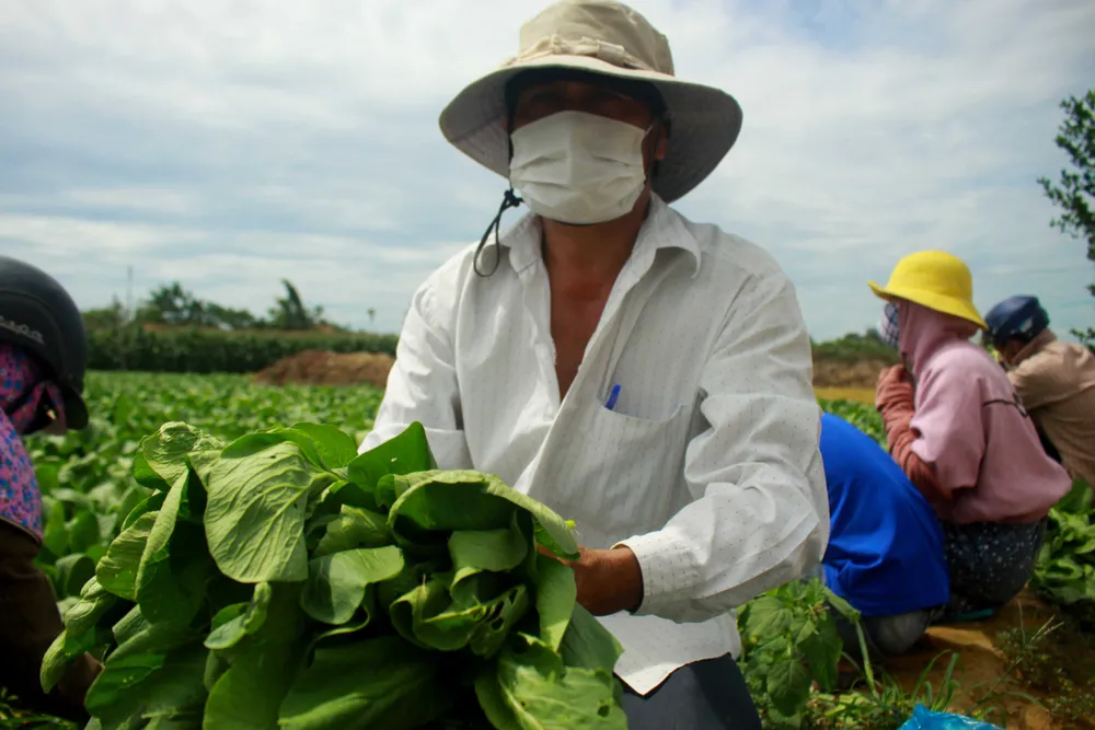 Nông dân hái rau hỗ trợ các khu cách ly ở Quảng Ngãi  ảnh 9