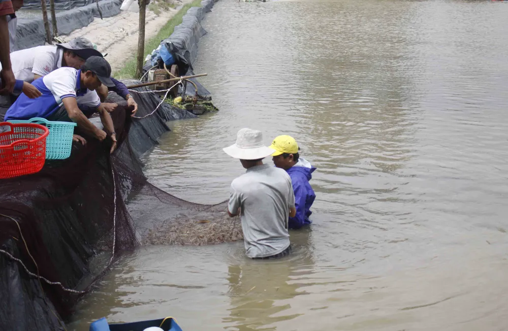 Hàng trăm hecta nông nghiệp và thủy sản tại Quảng Ngãi bị thiệt hại, lũ đang rút ảnh 5