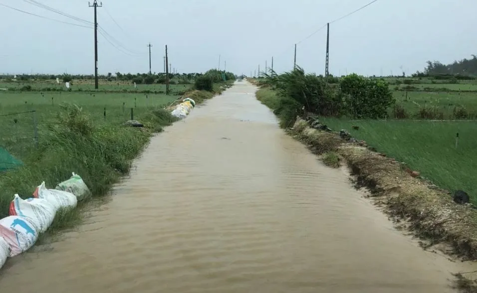 Quảng Ngãi: 9 người bị thương, hàng chục hecta đất canh tác bị thiệt hại sau bão số 6 ảnh 2