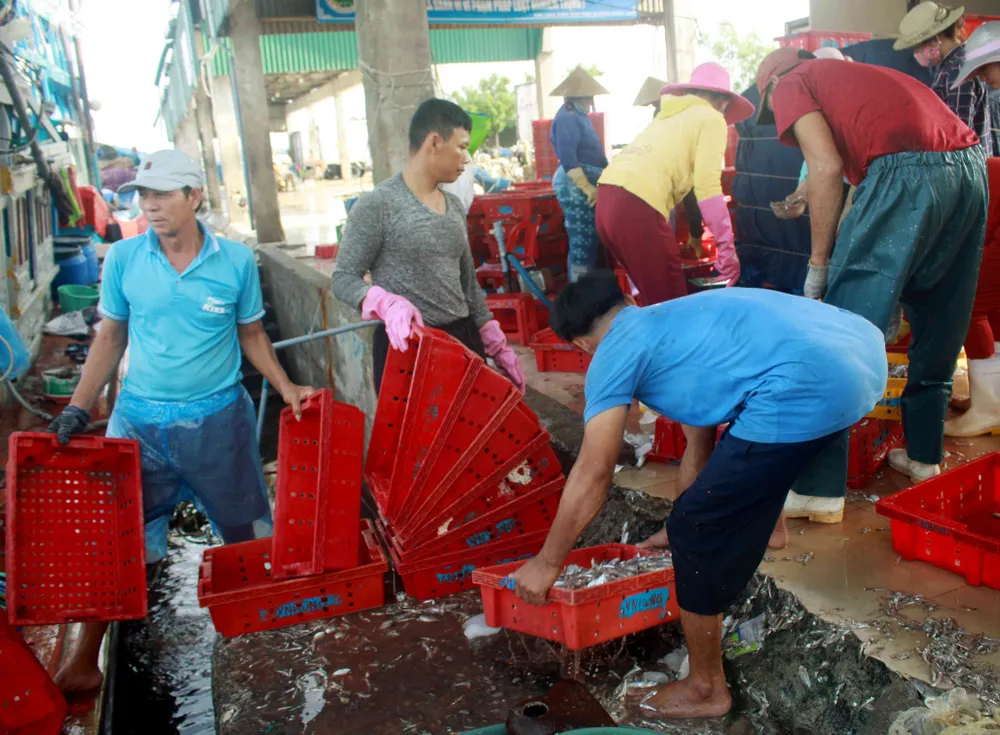  Sau bão số 6, ngư dân Quảng Ngãi tranh thủ đánh bắt ven bờ ảnh 3