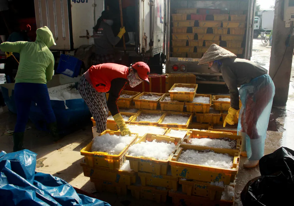  Sau bão số 6, ngư dân Quảng Ngãi tranh thủ đánh bắt ven bờ ảnh 5