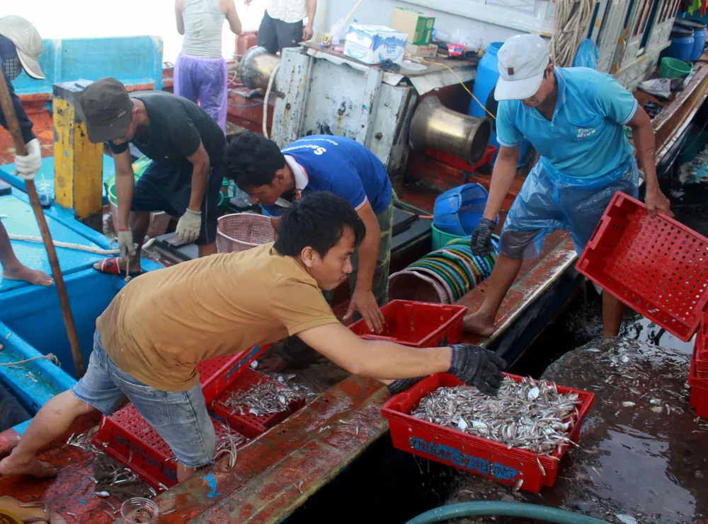  Sau bão số 6, ngư dân Quảng Ngãi tranh thủ đánh bắt ven bờ ảnh 1