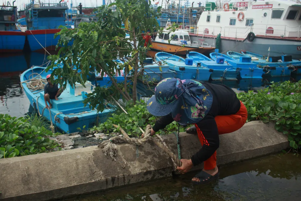 Quảng Ngãi khẩn trương neo trú tàu thuyền tránh trú bão số 9  ảnh 2