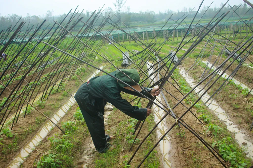 Quảng Ngãi: Nông dân đội mưa khôi phục vườn rau sau bão ảnh 10
