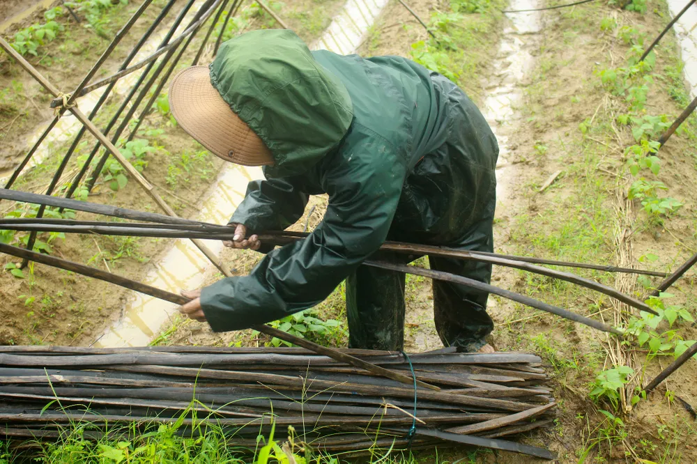 Quảng Ngãi: Nông dân đội mưa khôi phục vườn rau sau bão ảnh 9