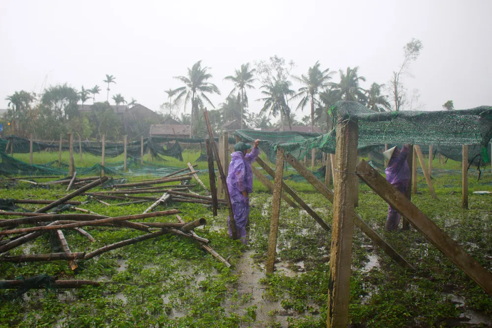 Quảng Ngãi: Nông dân đội mưa khôi phục vườn rau sau bão ảnh 1