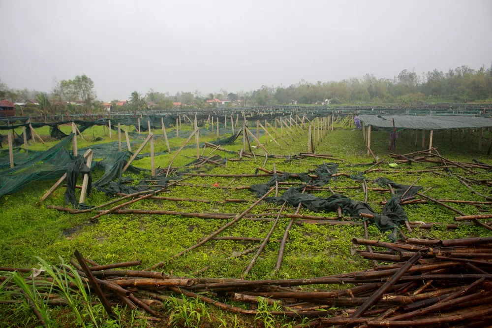 Quảng Ngãi: Nông dân đội mưa khôi phục vườn rau sau bão ảnh 3