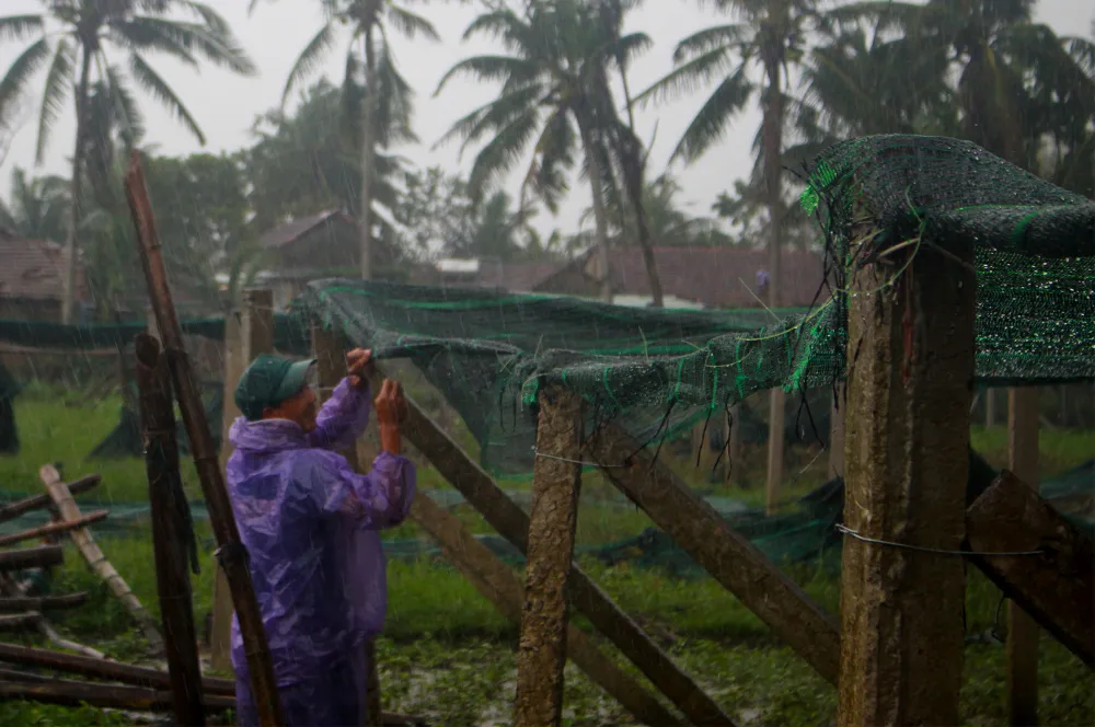 Quảng Ngãi: Nông dân đội mưa khôi phục vườn rau sau bão ảnh 7