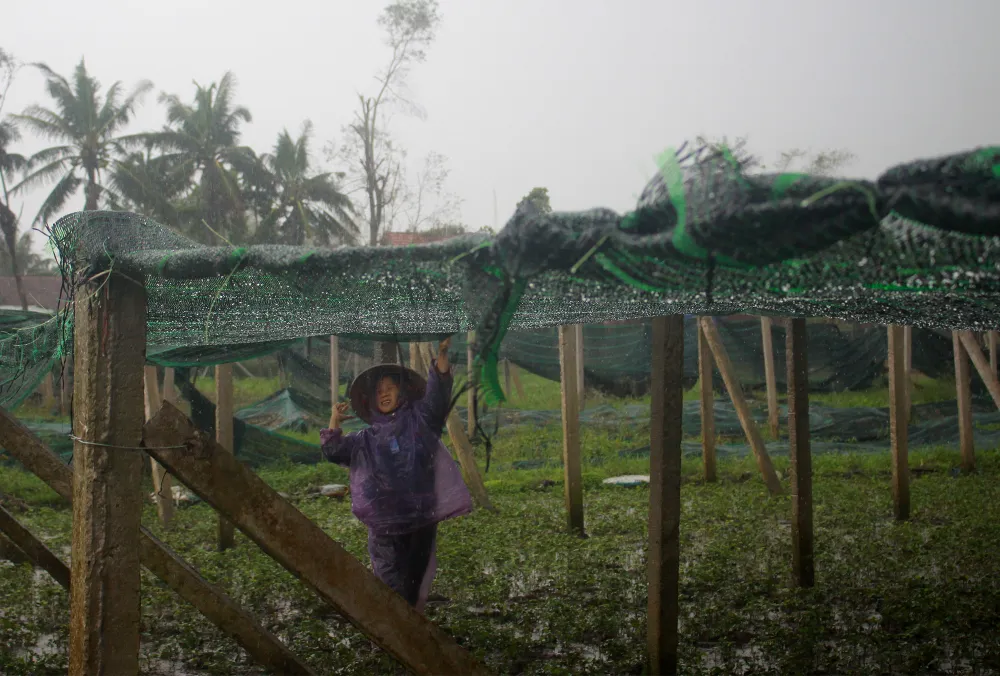 Quảng Ngãi: Nông dân đội mưa khôi phục vườn rau sau bão ảnh 6