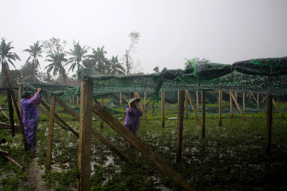 Quảng Ngãi: Nông dân đội mưa khôi phục vườn rau sau bão ảnh 5