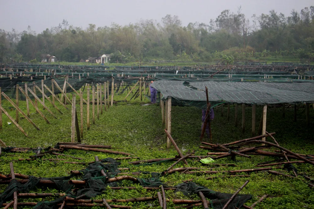 Quảng Ngãi: Nông dân đội mưa khôi phục vườn rau sau bão ảnh 4