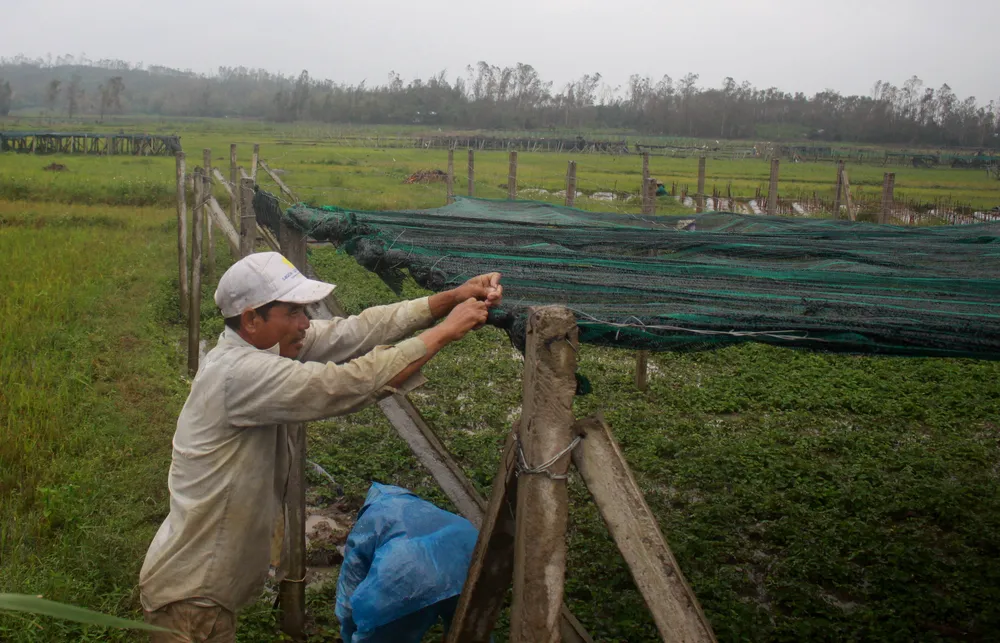 Quảng Ngãi: Nông dân đội mưa khôi phục vườn rau sau bão ảnh 11