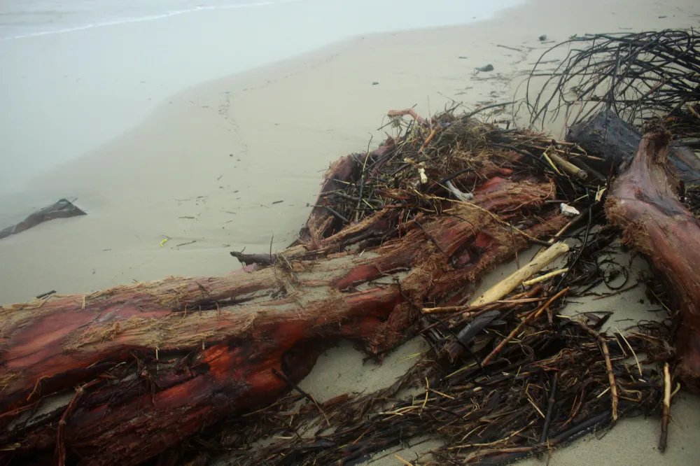 Củi khô bủa vây hơn 10km bờ biển Mỹ Khê ảnh 7
