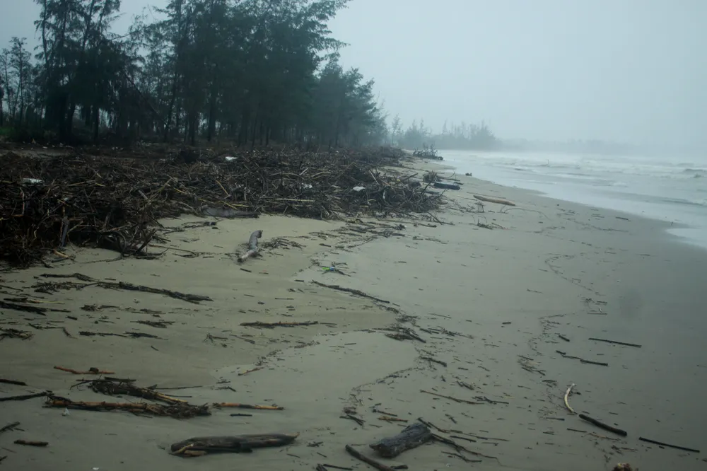 Củi khô bủa vây hơn 10km bờ biển Mỹ Khê ảnh 2