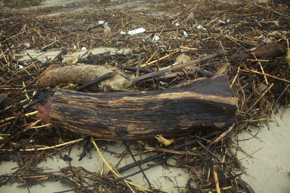 Củi khô bủa vây hơn 10km bờ biển Mỹ Khê ảnh 6