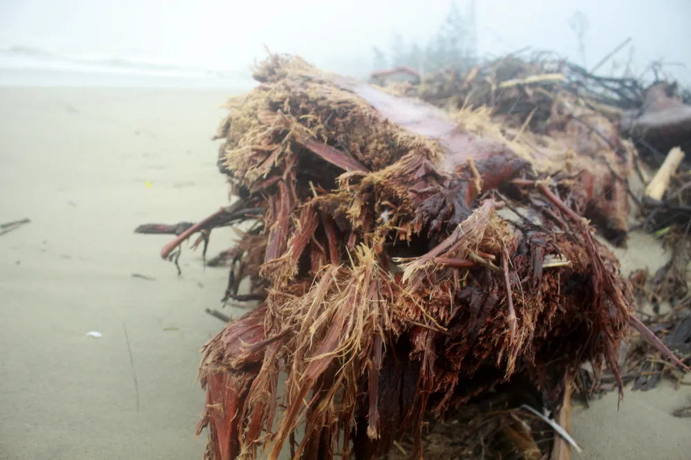 Củi khô bủa vây hơn 10km bờ biển Mỹ Khê ảnh 8