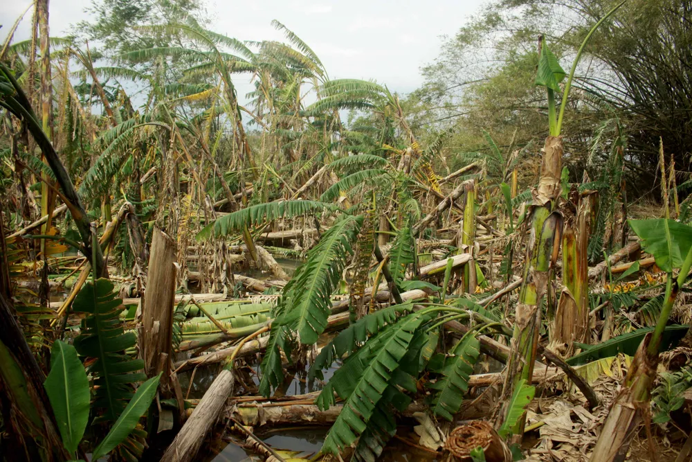 Xóm ốc đảo sông Trà Bồng khắc phục sau lũ ảnh 5