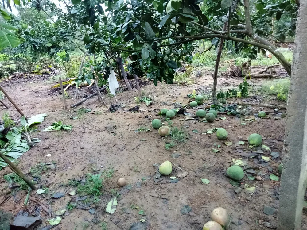 Quảng Ngãi: Nhiều nhà vườn trồng cây ăn trái bị thiệt hại nặng sau mưa bão ảnh 9