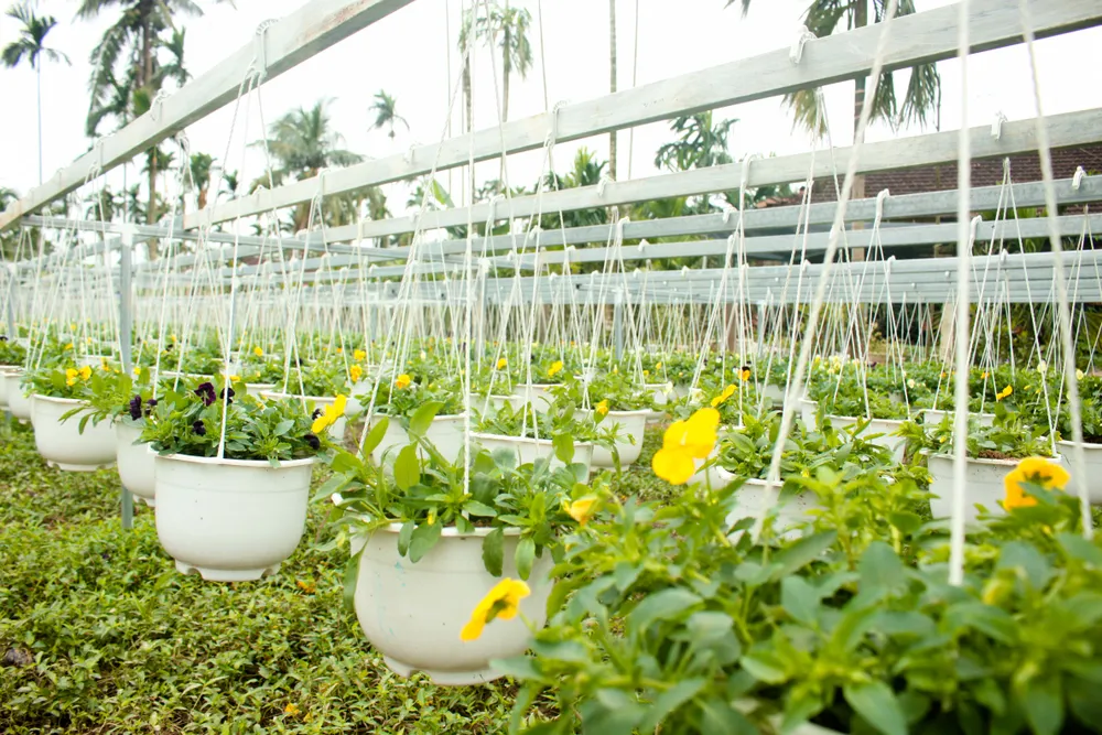 Quảng Ngãi: Rực rỡ 5.000 chậu hoa ngoại nhập của lão nông ảnh 13