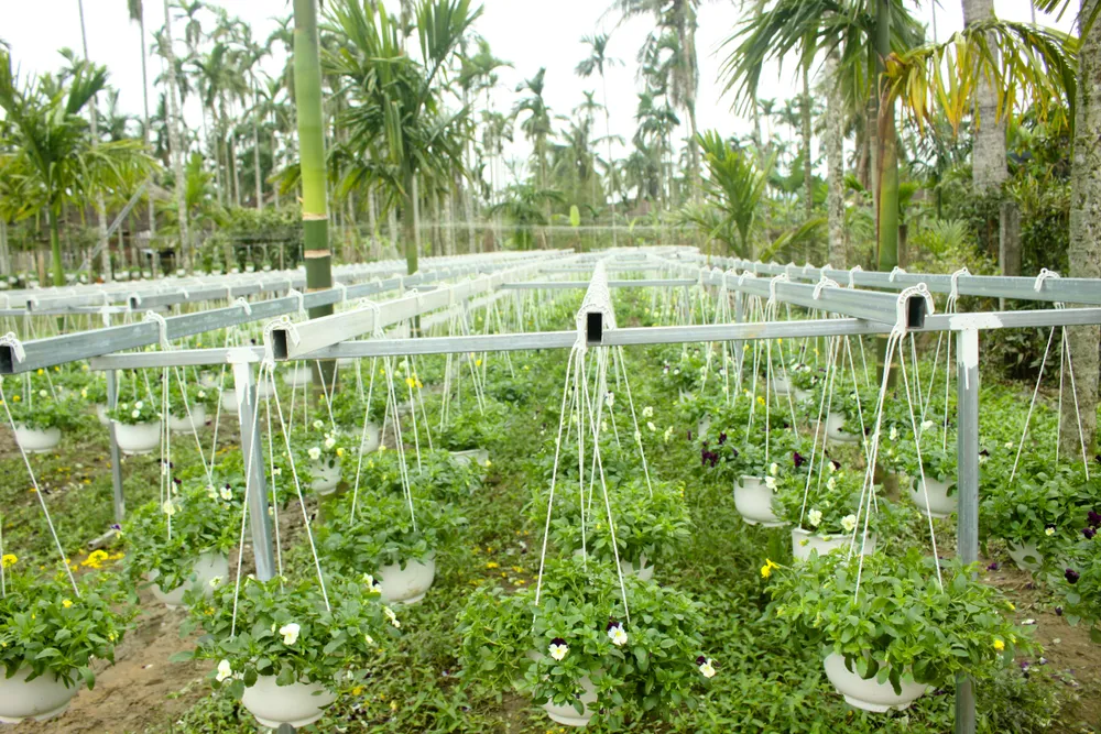 Quảng Ngãi: Rực rỡ 5.000 chậu hoa ngoại nhập của lão nông ảnh 8