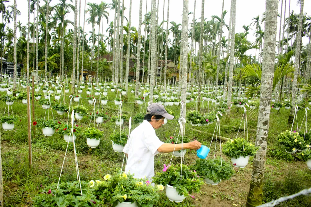 Quảng Ngãi: Rực rỡ 5.000 chậu hoa ngoại nhập của lão nông ảnh 15