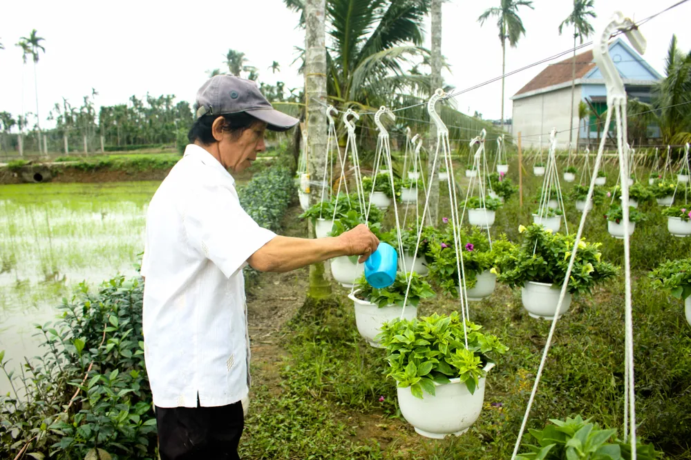 Quảng Ngãi: Rực rỡ 5.000 chậu hoa ngoại nhập của lão nông ảnh 1