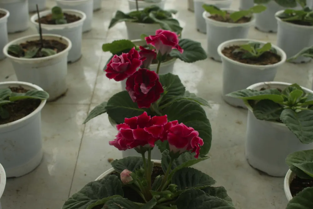 Quảng Ngãi: Rực rỡ 5.000 chậu hoa ngoại nhập của lão nông ảnh 17