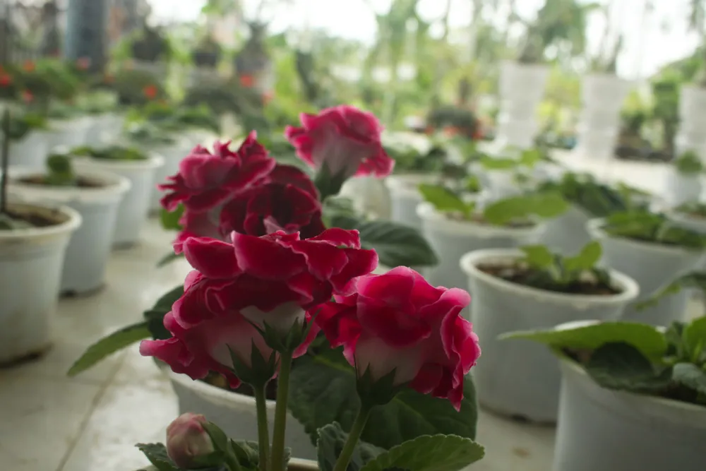 Quảng Ngãi: Rực rỡ 5.000 chậu hoa ngoại nhập của lão nông ảnh 18