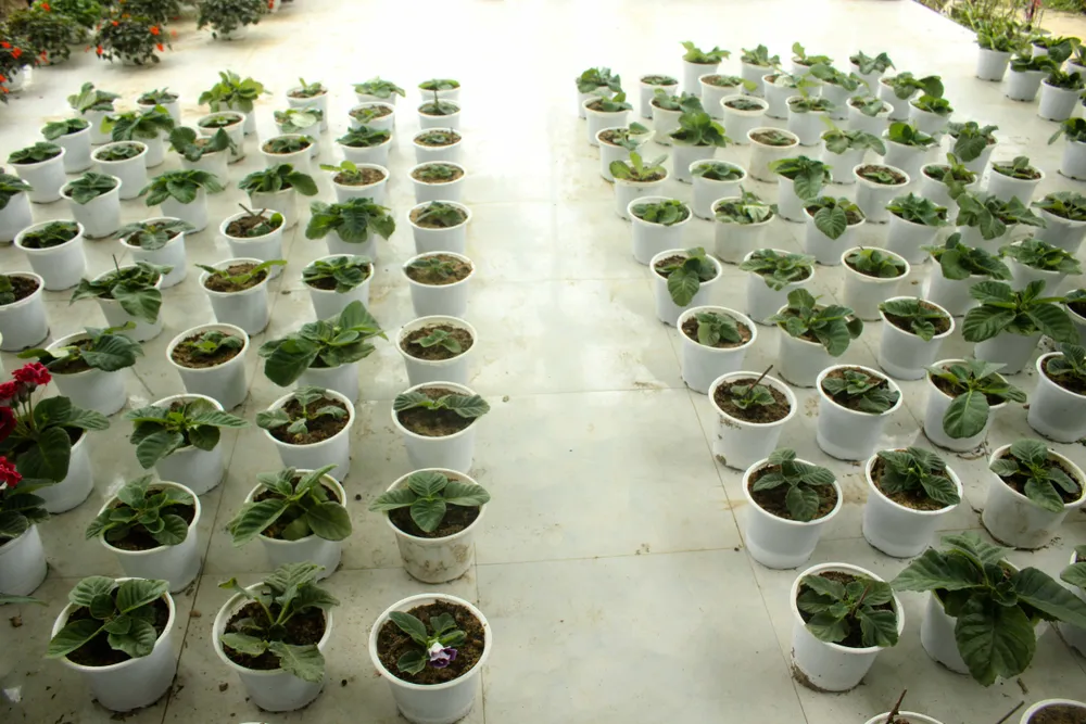 Quảng Ngãi: Rực rỡ 5.000 chậu hoa ngoại nhập của lão nông ảnh 2