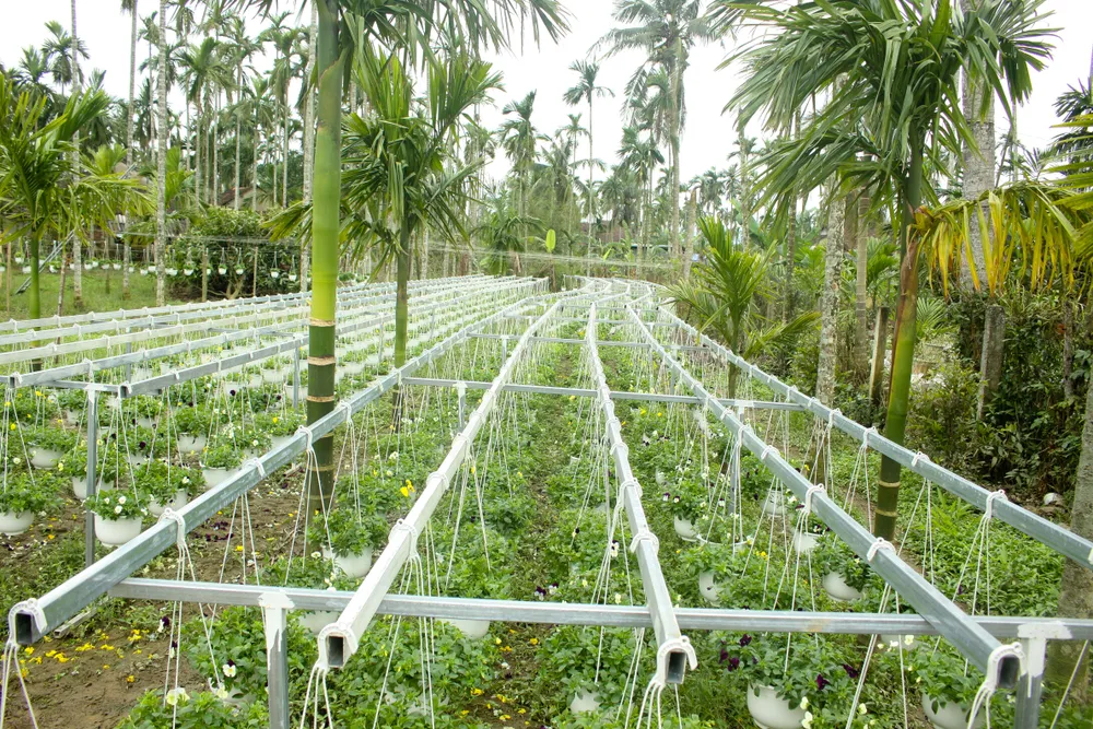 Quảng Ngãi: Rực rỡ 5.000 chậu hoa ngoại nhập của lão nông ảnh 12