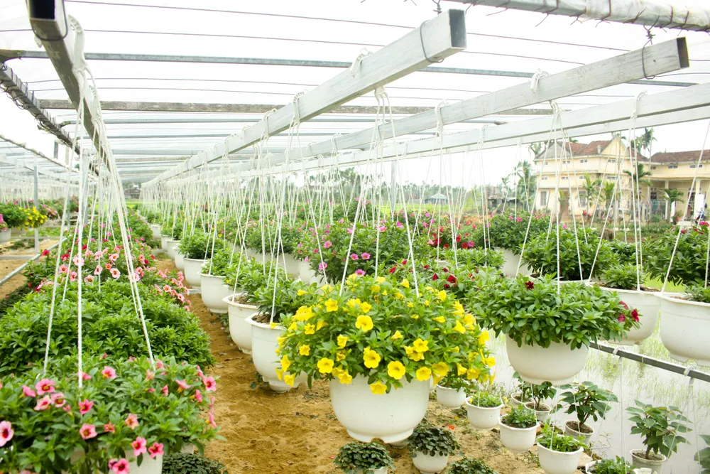 Quảng Ngãi: Rực rỡ 5.000 chậu hoa ngoại nhập của lão nông ảnh 4
