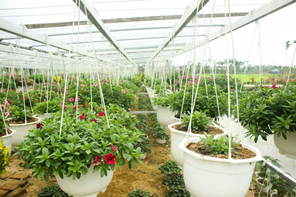 Quảng Ngãi: Rực rỡ 5.000 chậu hoa ngoại nhập của lão nông ảnh 7