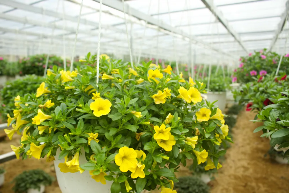 Quảng Ngãi: Rực rỡ 5.000 chậu hoa ngoại nhập của lão nông ảnh 5