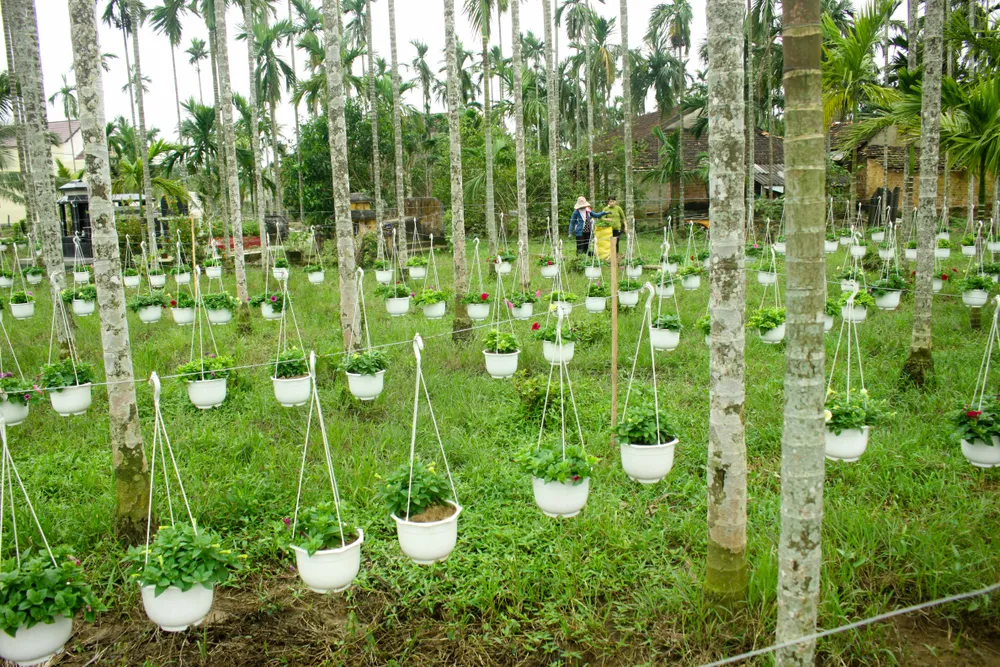 Quảng Ngãi: Rực rỡ 5.000 chậu hoa ngoại nhập của lão nông ảnh 10