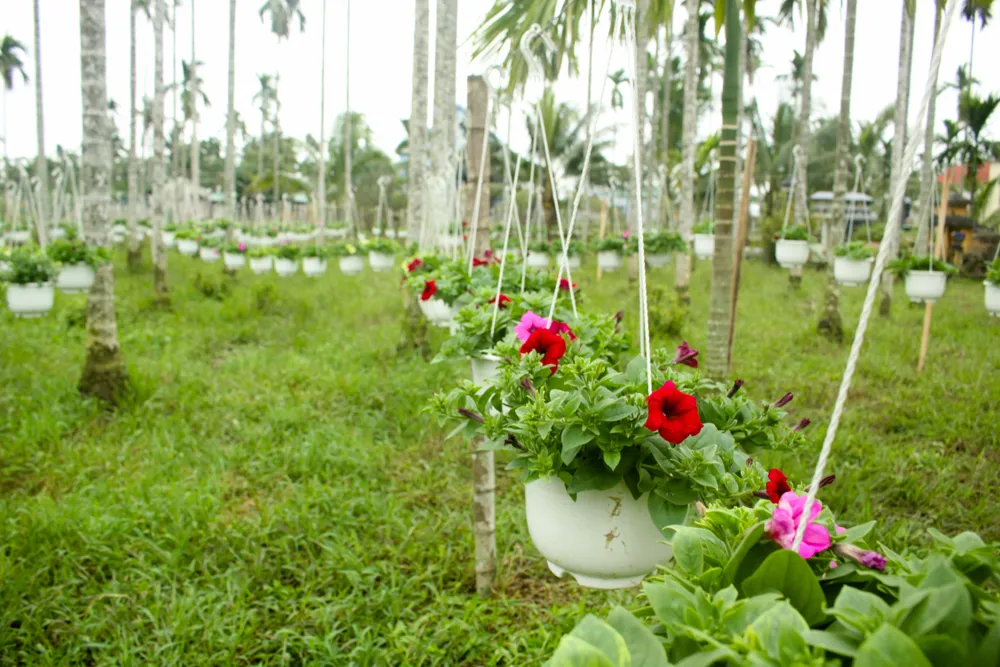 Quảng Ngãi: Rực rỡ 5.000 chậu hoa ngoại nhập của lão nông ảnh 11