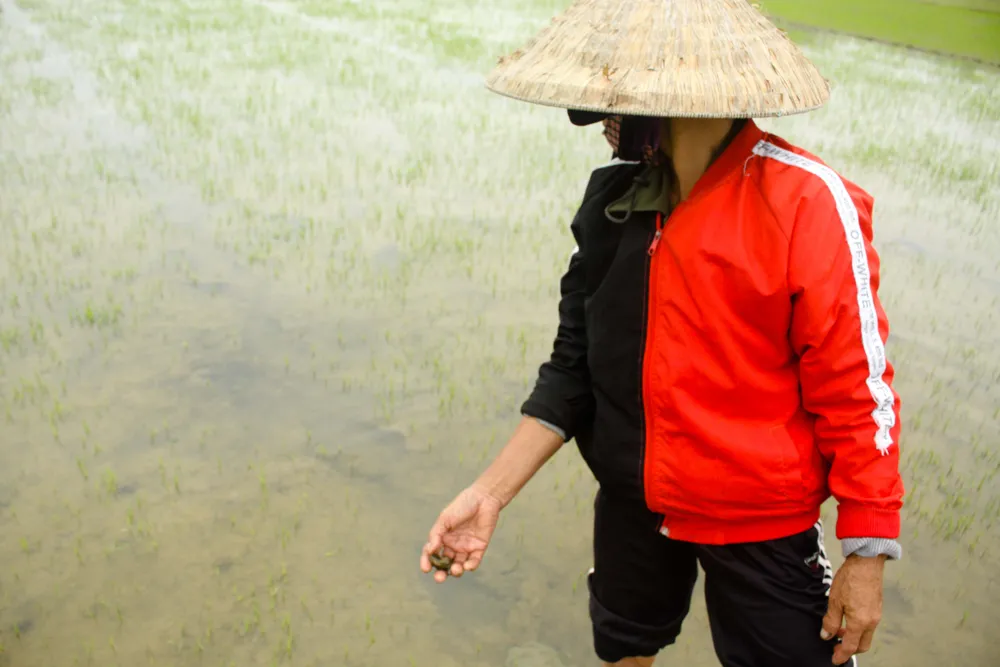 499 ha lúa đông xuân ở Quảng Ngãi bị ốc bươu vàng phá hoại ảnh 3