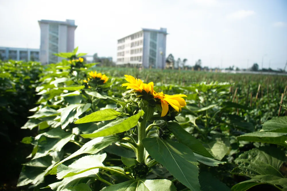 Quảng Ngãi: Trồng hoa tết trong lòng thành phố ảnh 5