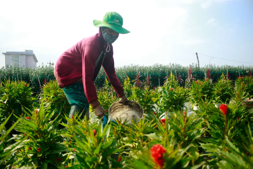 Quảng Ngãi: Trồng hoa tết trong lòng thành phố ảnh 9