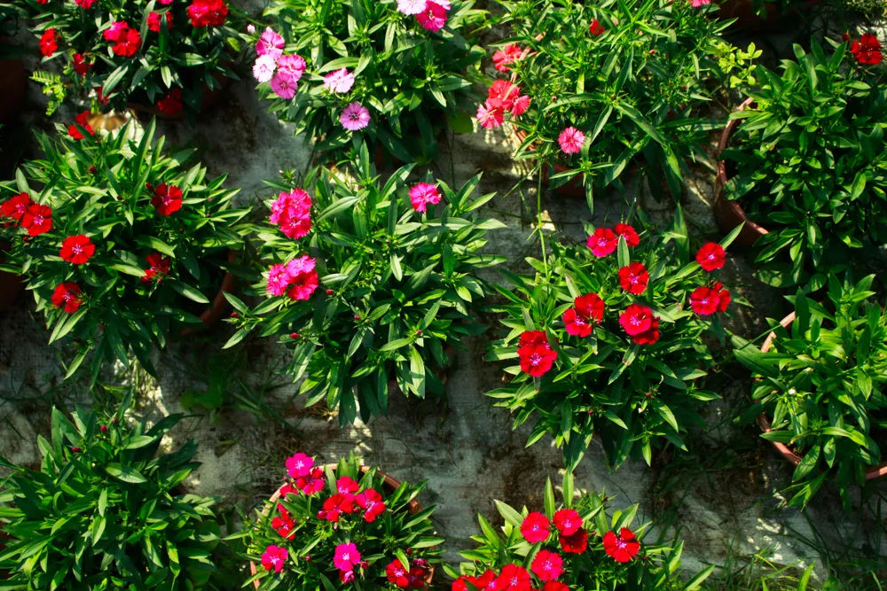 Quảng Ngãi: Trồng hoa tết trong lòng thành phố ảnh 13